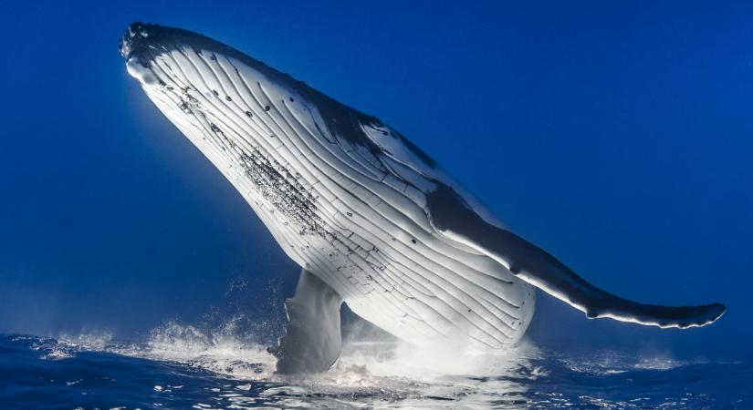 Egy vödörből vízből nézik meg, hogy járt-e a közelben bálna