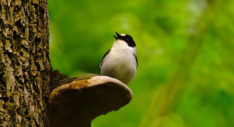 A madarak énekét befolyásolhatja a szociális környezet