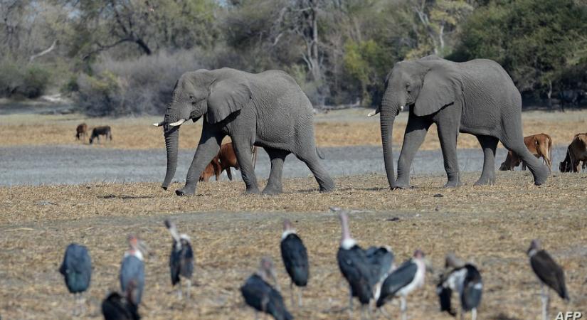 Közel 300 elefánt kilövésére adtak engedélyt Botswanában