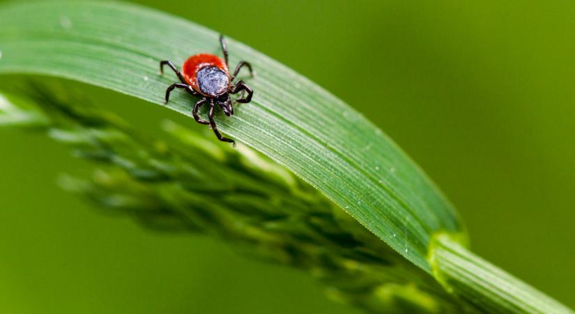 Drasztikus parazita-invázió jön Magyarországon: a bolti szereknél van jobb védekezés a kullancs ellen