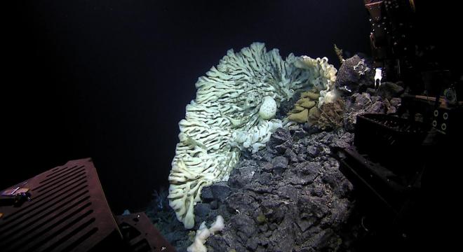 Hatalmas tengeri szivacsot találtak Hawaii partjainál