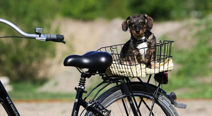 Lehet-e bringával kutyát sétáltatni?