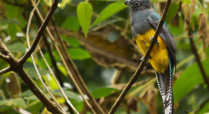 Szépséges, új madárfajt fedeztek fel Brazíliában