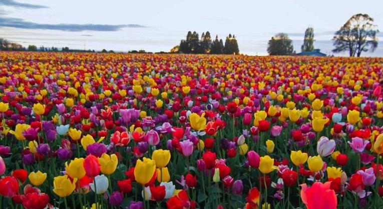Tulipános kert nyílt Mórahalom határában