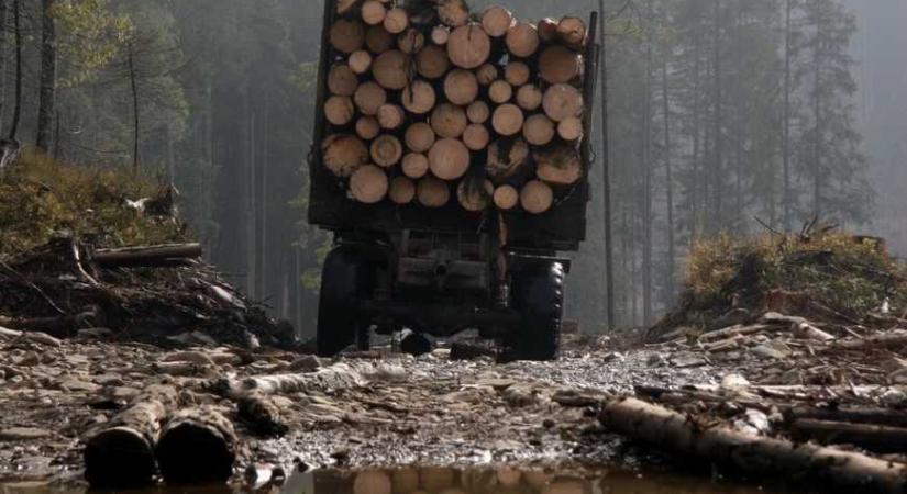 Több mint hétmillió hrivnyás veszteséget okoztak az illegális fakivágások Kárpátalján