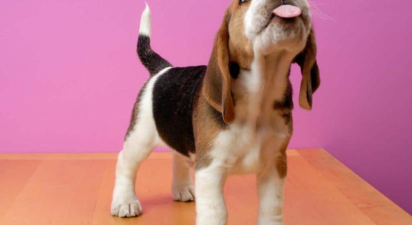 A beagle kutyafajták 97%-os pontossággal szagolják ki a rosszindulatú rákos sejteket