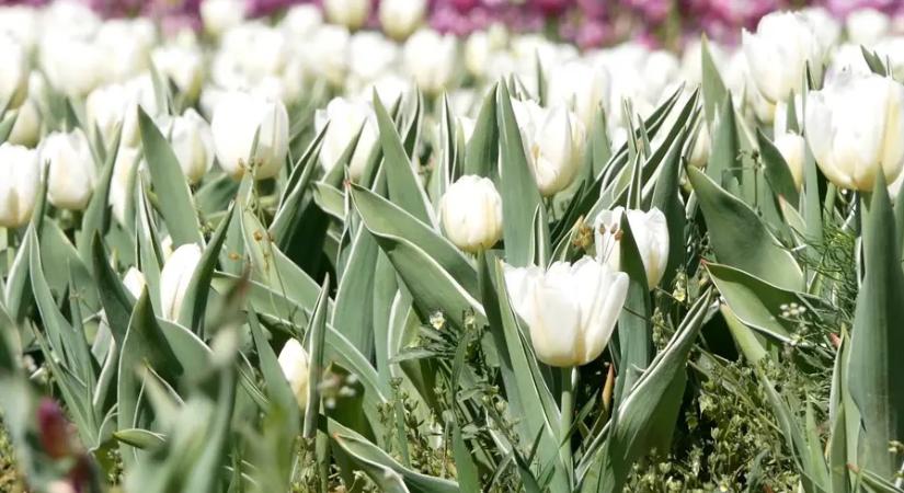Ötvenezer virág – tulipános csodakert nyílt Mórahalom határában