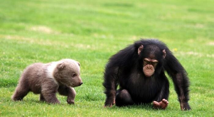 Egy medvebocs és egy csimpánz hihetetlen barátsága