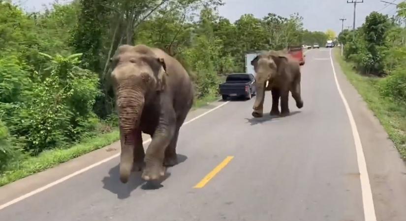 Két elefánt kicsit civódik az úton, és máris menekülnek az autósok