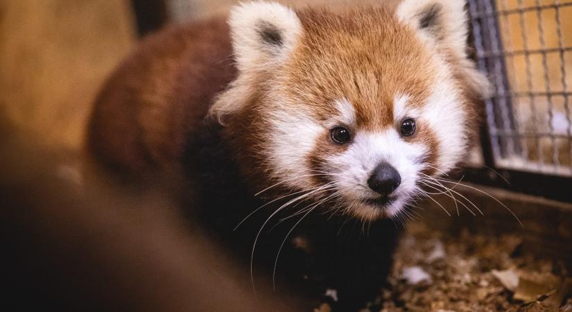 Vörös panda és rénszarvasok érkeztek a Veszprémi Állatkertbe