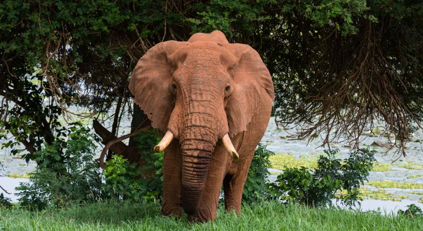 Egy láncra vert elefántért indult mentőakció