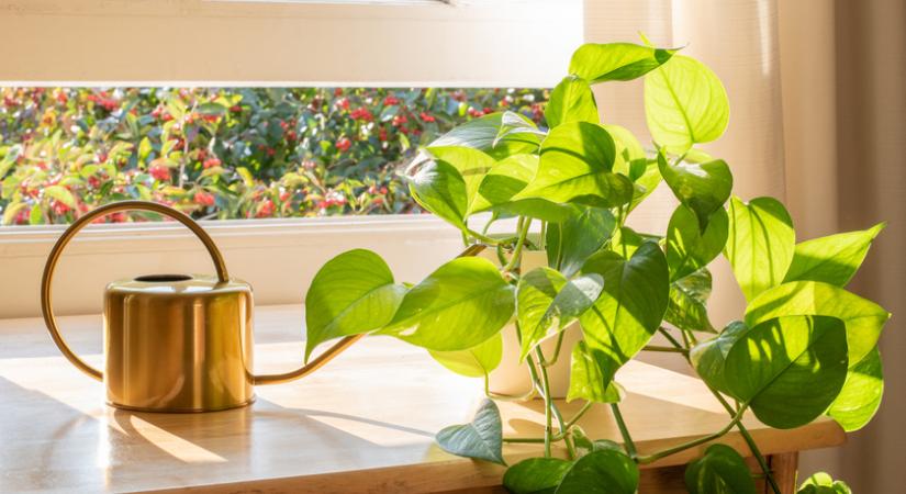 A 8 legjobb szobanövény, ami javítja a levegő minőségét: asztmával és allergiával küzdőknek különösen ajánlottak