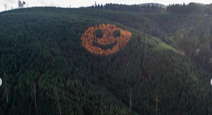 Természetes “emoji”: Mosolygó arcot formáznak meg az oregoni őszülő fák