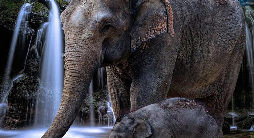 Megint lehet elefántra vadászni Botswanában