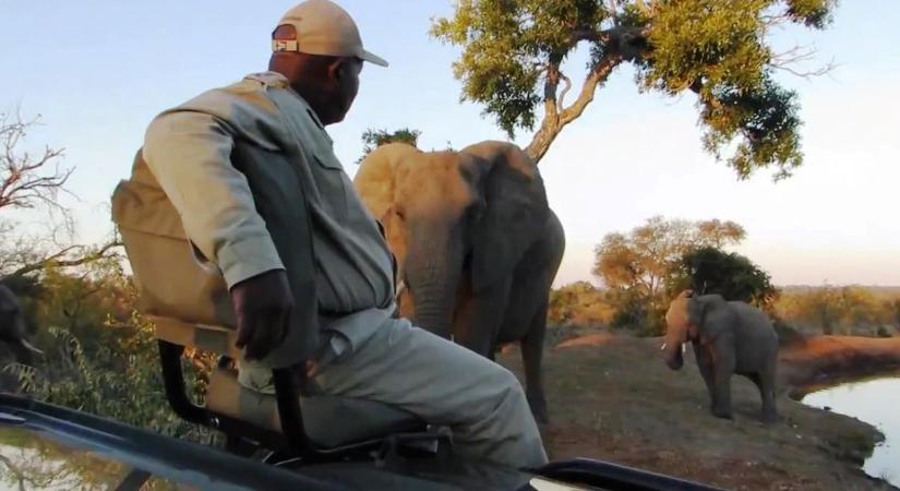 Méterekre volt csak a dühös elefánt a vadőrtől egy szafarin – videó
