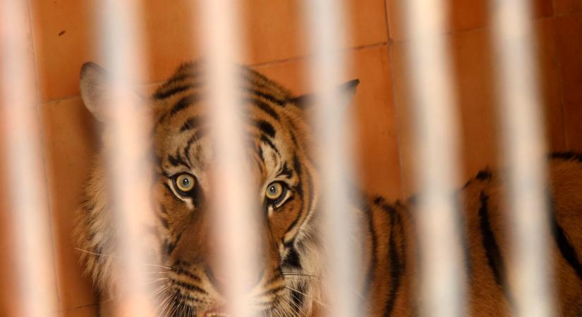 Tigris- és elefánttámadások hátráltatják az orrszarvúszámlálást Nepálban