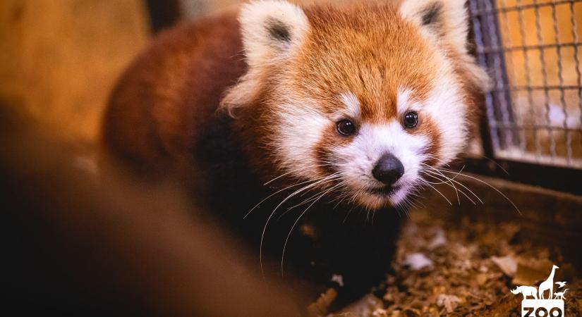 Vörös panda és rénszarvasok érkeztek a Veszprémi Állatkertbe