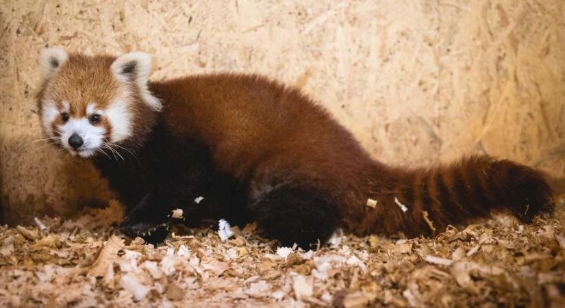 Vörös panda is érkezett a Veszprémi Állatkertbe (veol.hu)