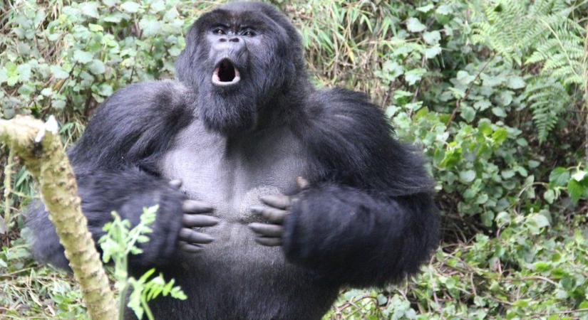 A gorillák melldöngetési hangja egyedi. A nőstények máskor döngetnek