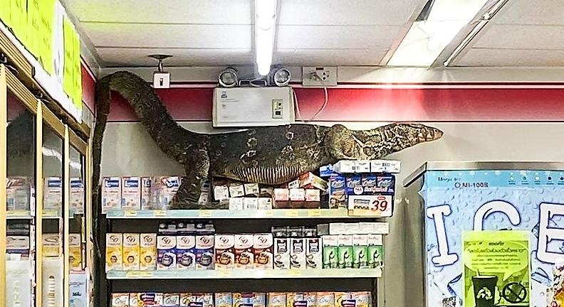Hatalmas ragadozó szabadult be egy üzletbe – sokkoló fotókat készített egy eladó