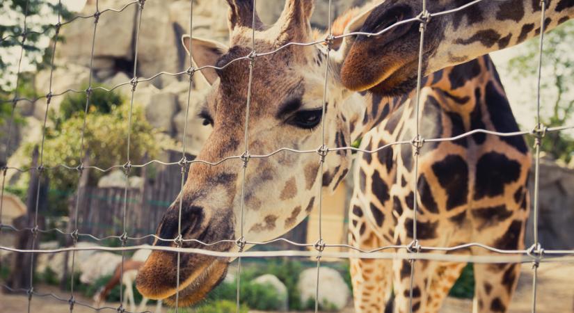 Petíció indult az állatkertek és vadasparkok megnyitásáért