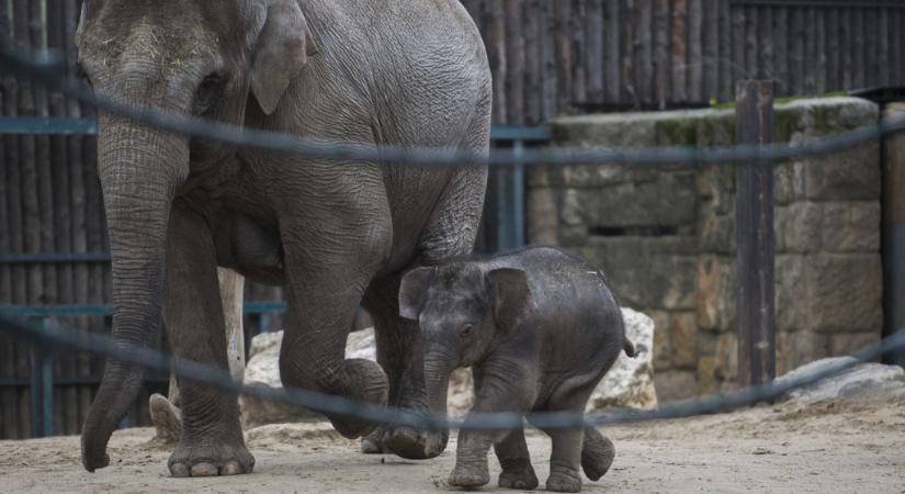 Az állatkerti kiselefánt talplenyomatára lehet licitálni