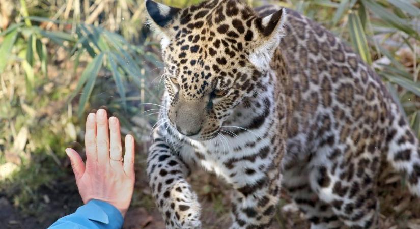 Állatkertek és vadasparkok kinyitását kérik Orbántól