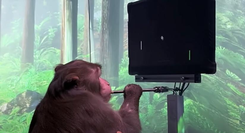 Videón, ahogy az agyával irányít egy számítógépes játékot Elon Musk majma