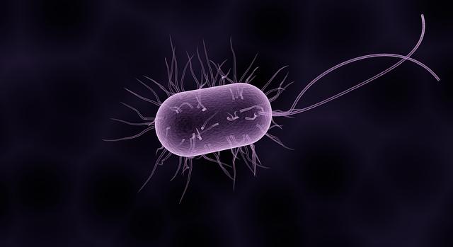Mi a különbség a vírus és a baktérium között?