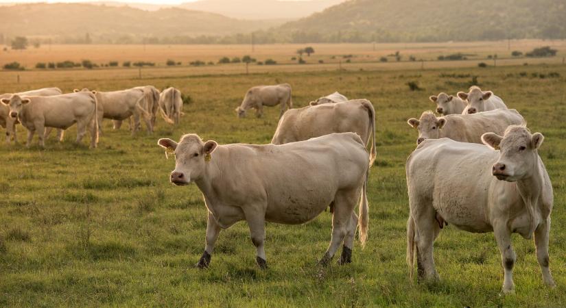 Gyomorbajossá válnak a marhák és fogyasztóik is, ha mesterséges takarmánnyal etetik az állatokat