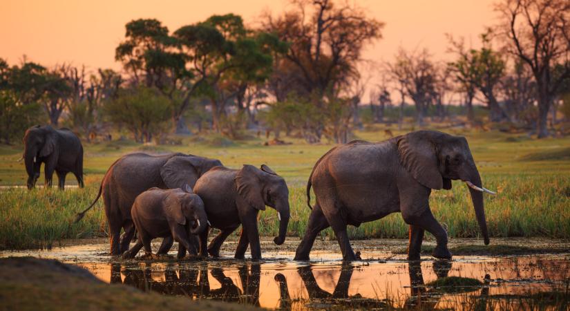 Megkezdődött az elefántvadászat Botswanában, mintegy 300 állat kilövésére adtak engedélyt