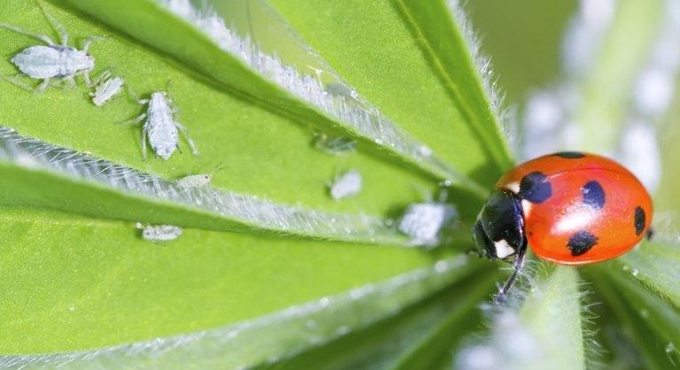 Hasznos rovarok a kertben: nem is hinnéd, mekkorát hibázol, ha elűzöd őket