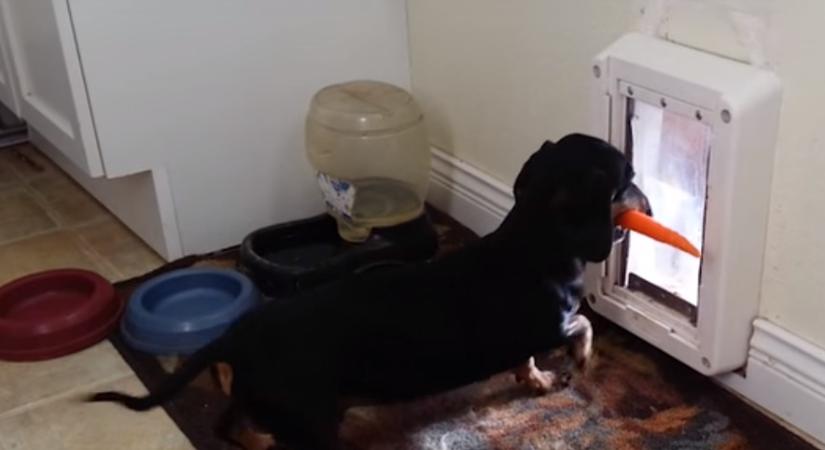 Az okos kutya esete a sárgarépával-videó