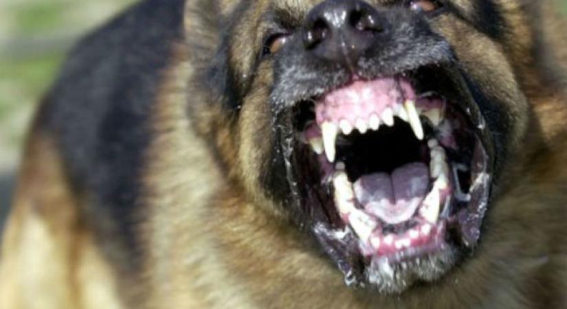 Horror: saját kutyái marcangolták szét az édesanyát