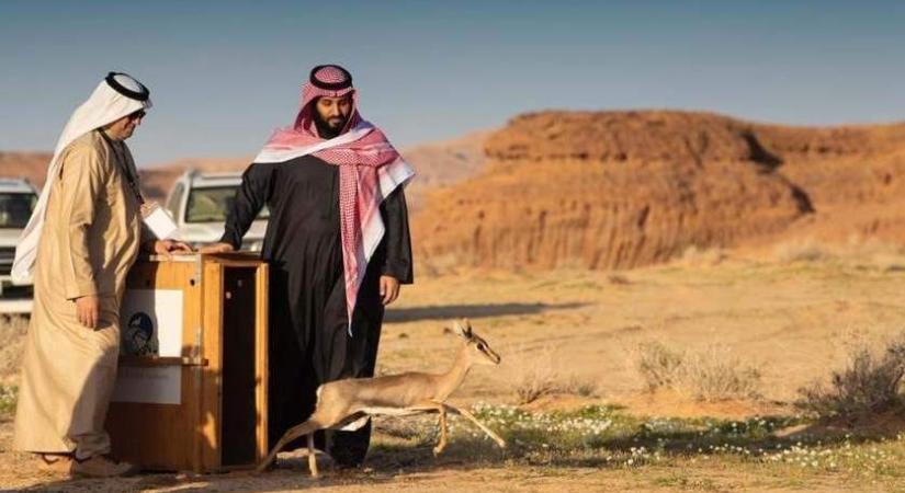 Szaúd-Arábia erdőt varázsolna a sivatagból – magyarok is részt vehetnek benne
