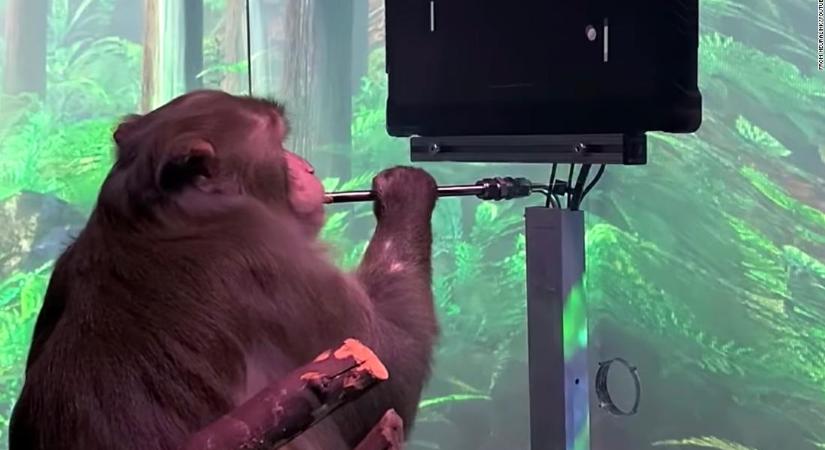 A Neuralink videóján egy Pager nevű majom az elméjével irányít egy videojátékot