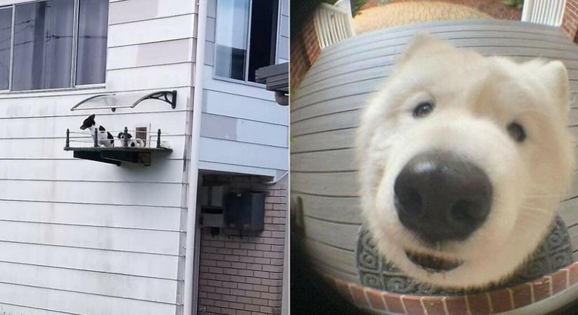 Ilyen, amikor saját erkélyt kap a kutya: 8 zseniális fotó állatokról, amit látni kell