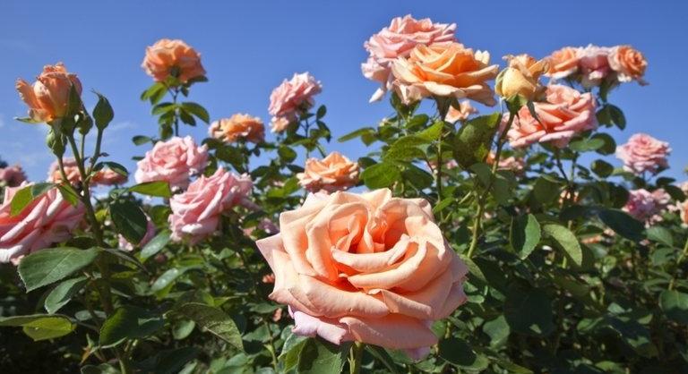 A rózsák gondozása szakszerűen: a rózsa ültetése mikor történjen, melyek a pünkösdi rózsa és a sivatagi rózsa igényei?