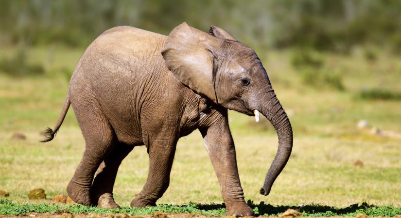 Kútba esett kiselefántot mentettek Indiában
