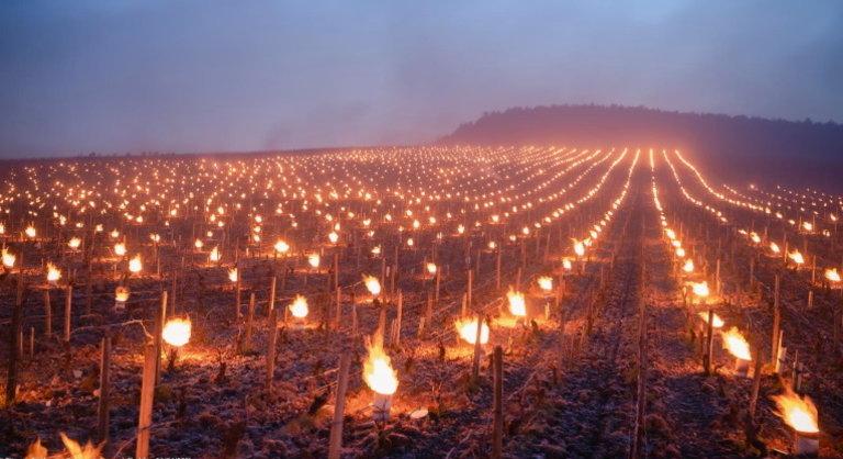 Lenyűgöző látvány: így védekeznek a francia szőlősgazdák a fagy ellen
