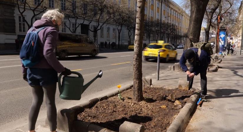 Több mint 100 virágkazettát ültettek be önkéntesek az Üllői úton