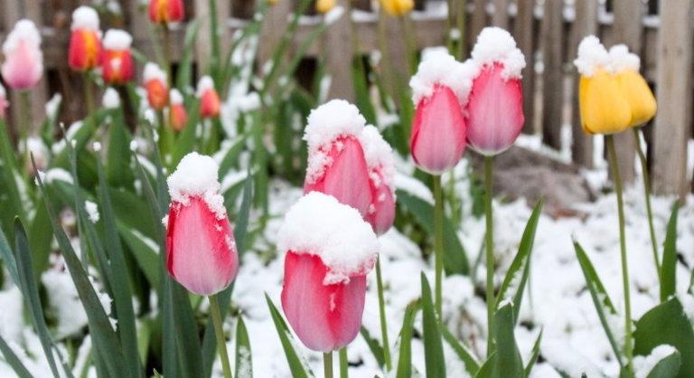 Hátraarcot fúj a tavasz: jövő héten kegyetlenül beüt a hideg az országba