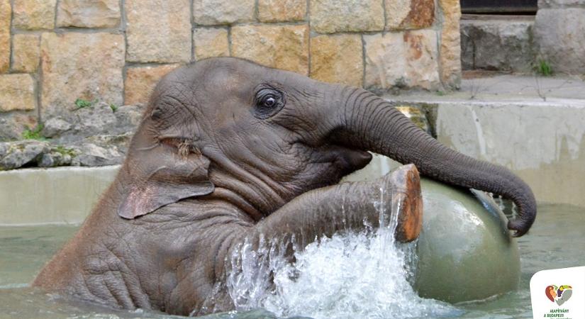 Mennyi pénzt adnál az állatkerti kiselefánt lábnyomáért?