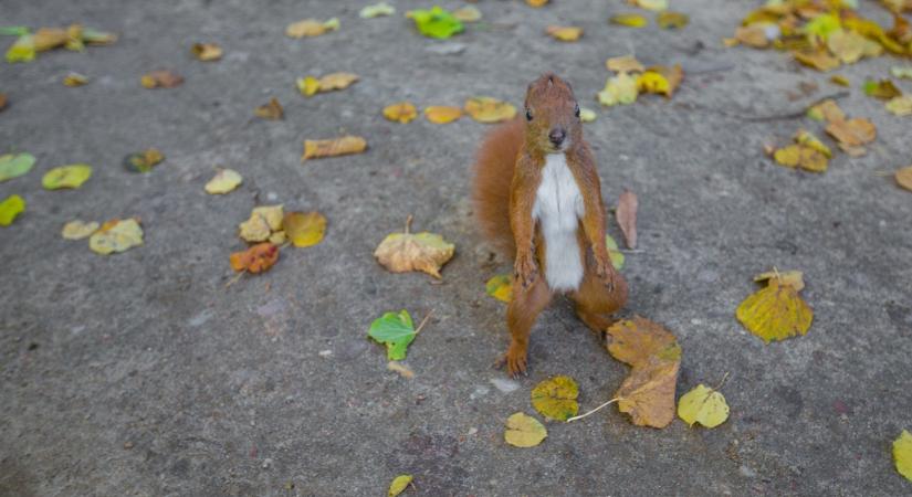 Megható: kulacsából adott vizet a szomjas mókusnak