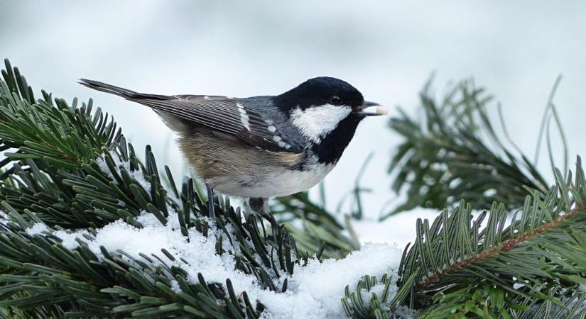 Hőtermelővé alakul télen a madarak vére