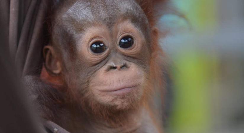 Megárvult orangutánkölyköket mentettek meg Borneó szigetén (videóval)