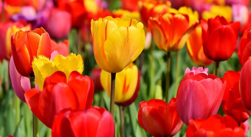 Ötvenezer virágot számláló tulipános kert nyílt Mórahalom határában