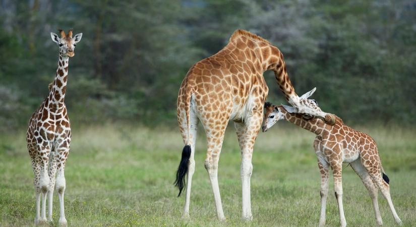 Ritka zsiráfokat menekítettek ki egy "süllyedő" szigetről Kenyában