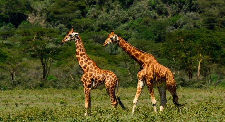 Kilenc ritka zsiráfot mentettek meg Kenyában