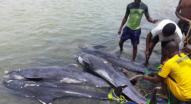 Alacsony oxigénkoncentráció okozhatta a mintegy 60 delfin pusztulását Ghánában